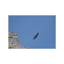 Hells Canyon Idaho Animals / Birds Aves Canvas Prints