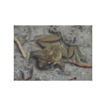 Hells Canyon Idaho Aquatic Animals / Plants Frog Canvas Prints