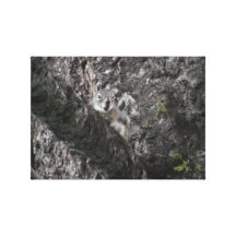 Hells Canyon Idaho Fauna Mammals Canvas Prints