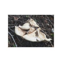 Hells Canyon Idaho Flora Fungi Lichen Mosses Canvas Prints