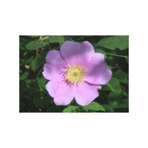 Hells Canyon Idaho Flora Wildflowers Flowers Canvas Print