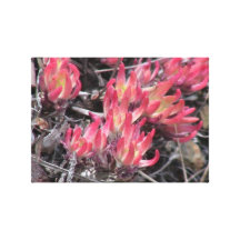Hells Canyon Idaho Flora Wildflowers Flowers Stretched Canvas Print