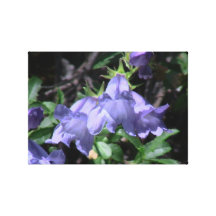 Hells Canyon Idaho Flora Wildflowers Flowers Stretched Canvas Prints