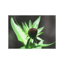 Hells Canyon Idaho Flora Wildflowers Flowers Gallery Wrap Canvas