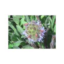 Hells Canyon Idaho Flora Wildflowers Flowers Stretched Canvas Prints