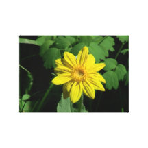 Hells Canyon Idaho Flora Wildflowers Flowers Stretched Canvas Print