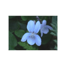 Hells Canyon Idaho Flora Wildflowers Flowers Gallery Wrap Canvas