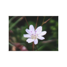 Hells Canyon Idaho Flora Wildflowers Flowers Stretched Canvas Print