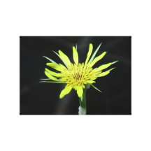 Hells Canyon Idaho Flora Wildflowers Flowers Gallery Wrap Canvas