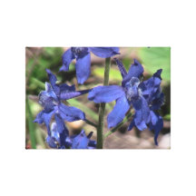 Hells Canyon Idaho Flora Wildflowers Flowers Canvas Print