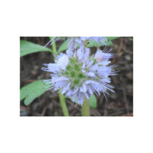 Hells Canyon Idaho Flora Wildflowers Flowers Stretched Canvas Prints