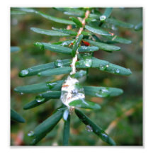 Hemlock Drops Photograph