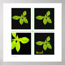 Herbs - basil print