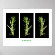 herbs - rosemary   small print