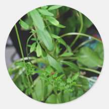 Herbs Round Sticker