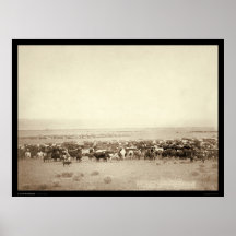 Herding Cattle at Moss Agate SD 1887 Print