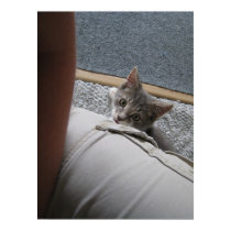 Here kitty kitty kitty posters