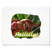 Hermit Crab and Help text , funny animal design Photo Art
