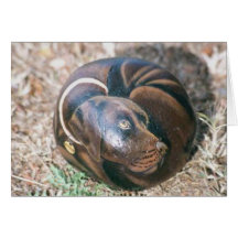 "Hershey" dog rock card