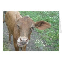 Hey Cow Greeting Cards