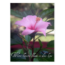 Hibicus_Love_PA070049zz Post Cards