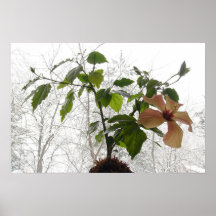 Hibiscus #1 posters