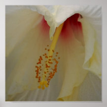 Hibiscus Bloom Poster