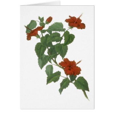 Hibiscus Flower Botanical Drawing Greeting Card by SolPacifico