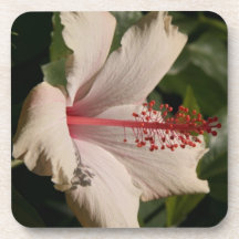 Hibiscus Flower Cork Coaster