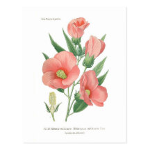 Hibiscus militaris postcards