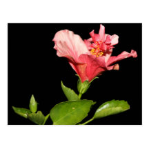 Hibiscus @ Night Post Cards