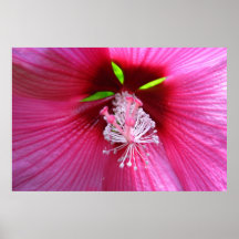 Hibiscus Poster