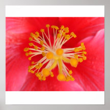 Hibiscus Poster