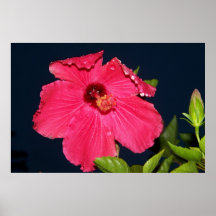 Hibiscus Posters