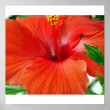 Hibiscus Print