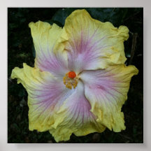 Hibiscus Poster Original