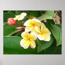 Hibiscus Posters