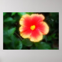 Hibiscus Posters
