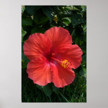 Hibiscus Print