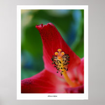 Hibiscus Stigma Print