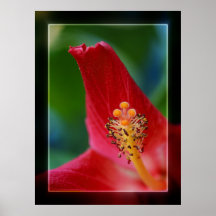 Hibiscus Stigma Poster