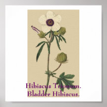 Hibiscus Trionum.Bladder Hibiscus. Print