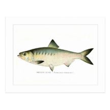 Hickory Shad Postcard