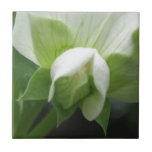 Hidden Peas ceramic tiles as trivet or gift box