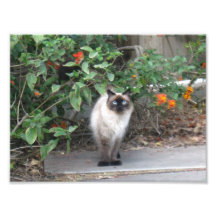 Himalayan Mix cat Photograph