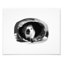 Himalayan Rabbit BW Photo in round can