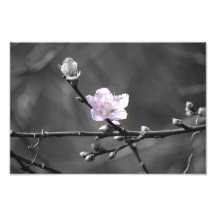 Hint of Pink Cherry Blossom Photo