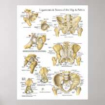 Hip Pelvis Anatomy Ligaments and Bones Print