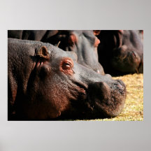 Hippo attitude painting poster
