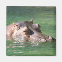 Hippopotamus Swimming On The Surface Fridge Magnets